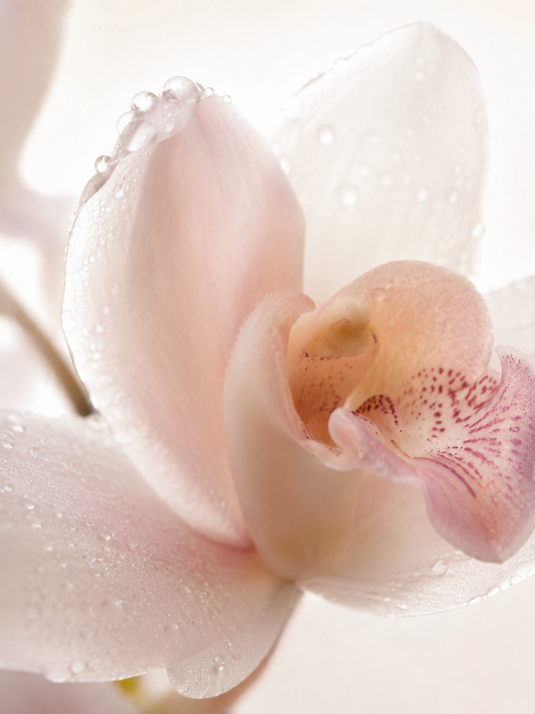 Orchid Whisper scent ingredients